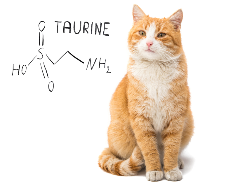 Buy taurine shop for cats