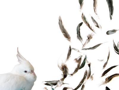 Caring for your Molting Parrot
