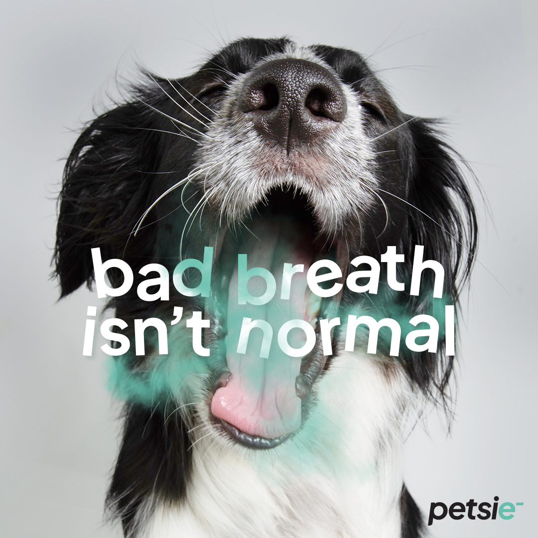 Petsie Revolutionary Dog Toothbrush (No Vibrations, Silent Teeth Cleaning & No Toothpaste Needed)