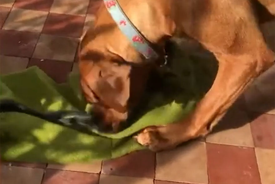 Pet Remedy Boredom Buster Foraging Kit