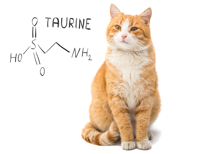 Taurine Deficiency in Cats