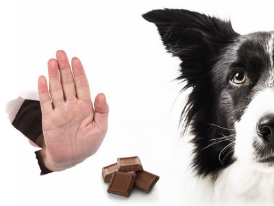 Foods that Dogs should avoid