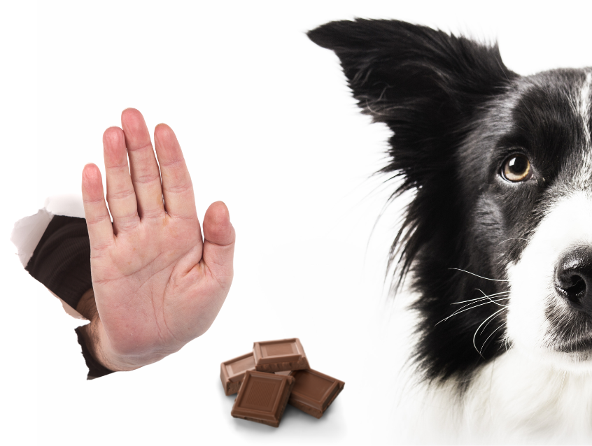 Foods that Dogs should avoid